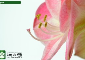 hippeastrum Caprice (3)